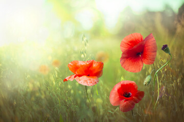 Wild meadow with red poppies in strong sunlight. Early morning. Spring landscape. Nature background. 