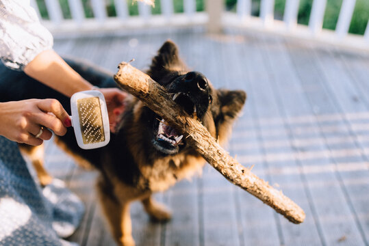 Anonymous woman combing dog with a metal comb