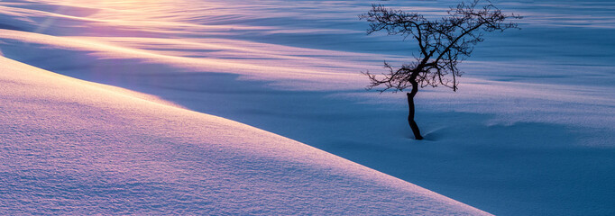picturesque view of snow-covered field with tree at winter day  
