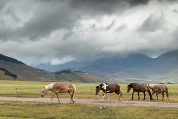 horses in mountain landscape near Castelluccio village in National Park Monte Sibillini, Umbria region, Italy