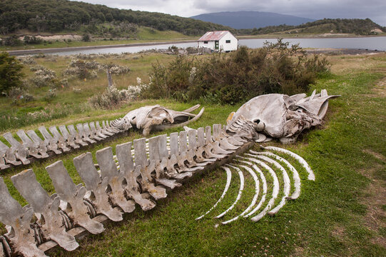 Skeletons of two humpback whales in Marine Mammals Museum of Estancia Harberton, Puerto Haberton, Tierra del Fuego, Argentina