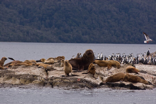 Seals and cormorants