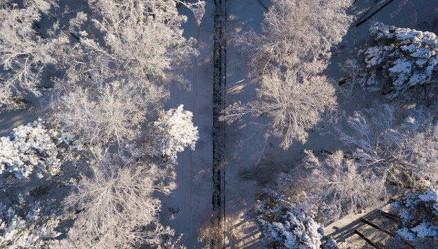 Narrow road through winter forest