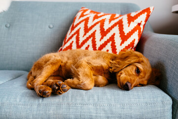 Mini Golden Doodle puppy lying on blue couch