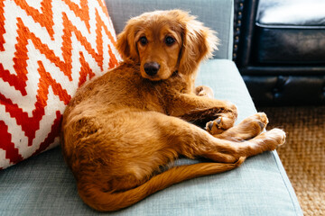 Mini Golden Doodle puppy lying on blue couch