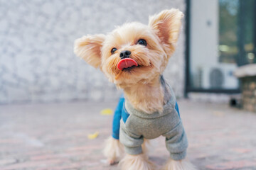 pet dog outdoor in city