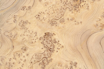 Macro photo of wood cross section Wood grain texture background