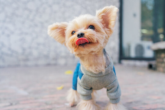 pet dog outdoor in city