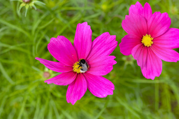 pink cosmos flowers and bumblebee