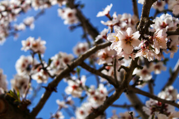 Almond trees in bloom under blue sky