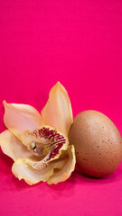 Yellow orchid and chicken egg on a pink background. Farm products. Easter concept with copy space.
