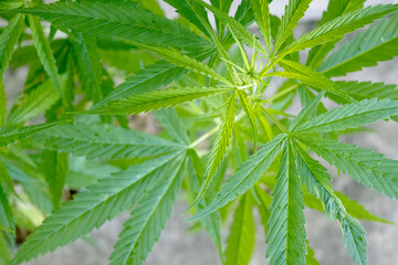 young leaves of the cannabis plant in a high angle Concept of cannabis extracted from cannabis, the cannabis shoots grow naturally on green background.