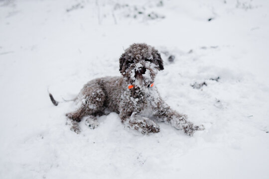 Trained Dog Breed Lagotto Romagnolo In Nature.