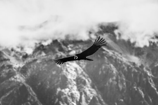 A mountain condor flying above the valley in black and white