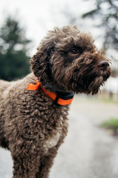 Trained Dog Breed Lagotto Romagnolo In Nature.