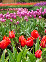A field of colorful blooming tulip flowers in spring