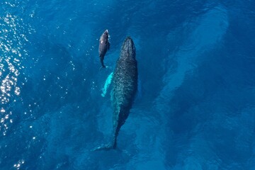 Whales swimming in ocean