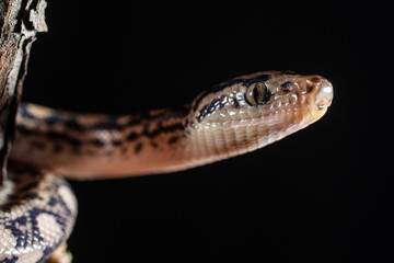 Poisonous Wild Snake close up