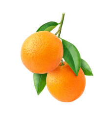 Orange fruits hangging with branch and green leaves isolated on white background. clipping path.