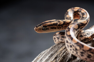 Brazilian Rainbow Boa head. Close up