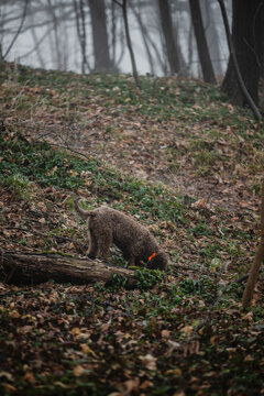 Trained Dog Breed Lagotto Romagnolo In Nature.