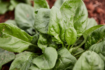 Closeup of spinach leaves