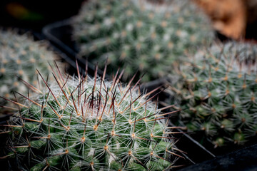 Naklejka na ściany i meble Mammillaria Schumannii.Thelocactus is grown in a black pot with a blurred background.