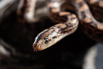 Brazilian Rainbow Boa - Epicrates cenchria
