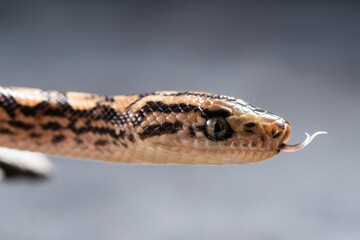 Brazilian Rainbow Boa head. Close up