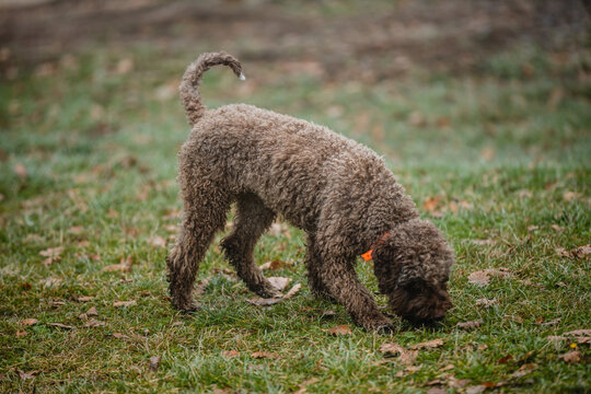 Trained Dog Breed Lagotto Romagnolo In Nature.