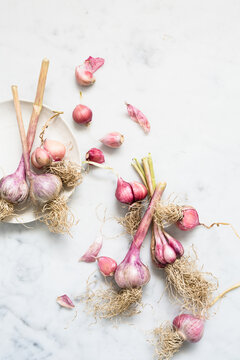 Garlic Bulbs Still Life