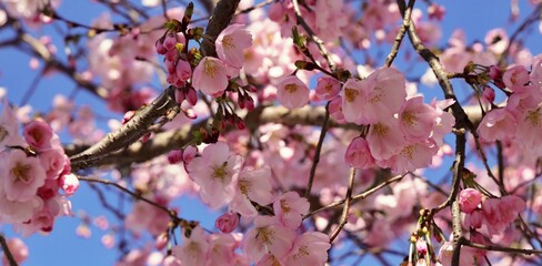 Ciliegi in fiore