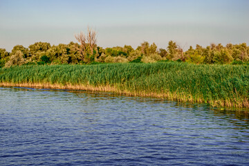 Floodplain of the Konka River in Kherson (Ukraine). Beautiful natural landscape with reeds on a swampy shore - view from the water