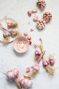 Garlic Bulbs Still Life