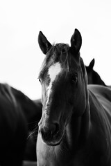 Mare horse herd portrait in black and white while isolated on background with minimalism style of farm animals.