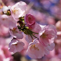 Ciliegi in fiore