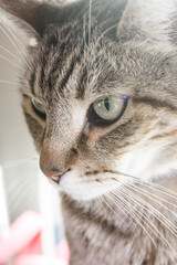 Domestic tabby brown senior cat