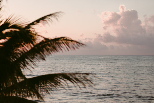 Palm Tree in the Caribbean