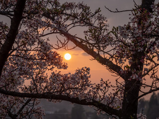 Cherry blossom tree before sunset