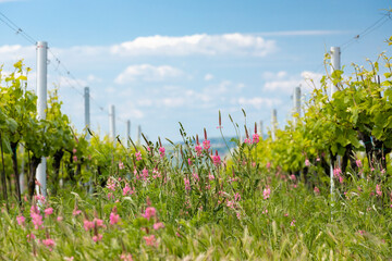 floral spacing in organic vineyard near Velke Bilovice, Moravia, Czech Republic
