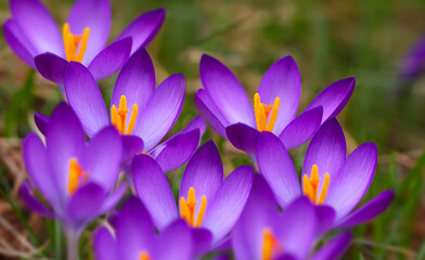 Crocus (plural: crocuses or croci) is a genus of flowering plants in the iris family. Flowers close-up on a blurred natural background. The first spring flower in the home garden