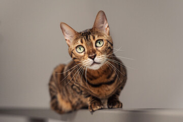 Bengal domestic cat sits on the railing of the stairs. Grey background.