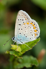 White butterfly on the grass.