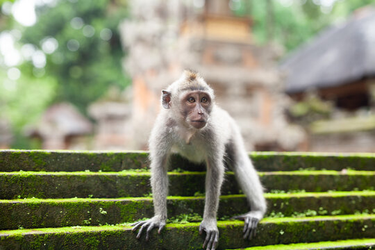 Monkey Sitting At The Moss Temple Looking At The Camera Asia Animal Bali Jungle