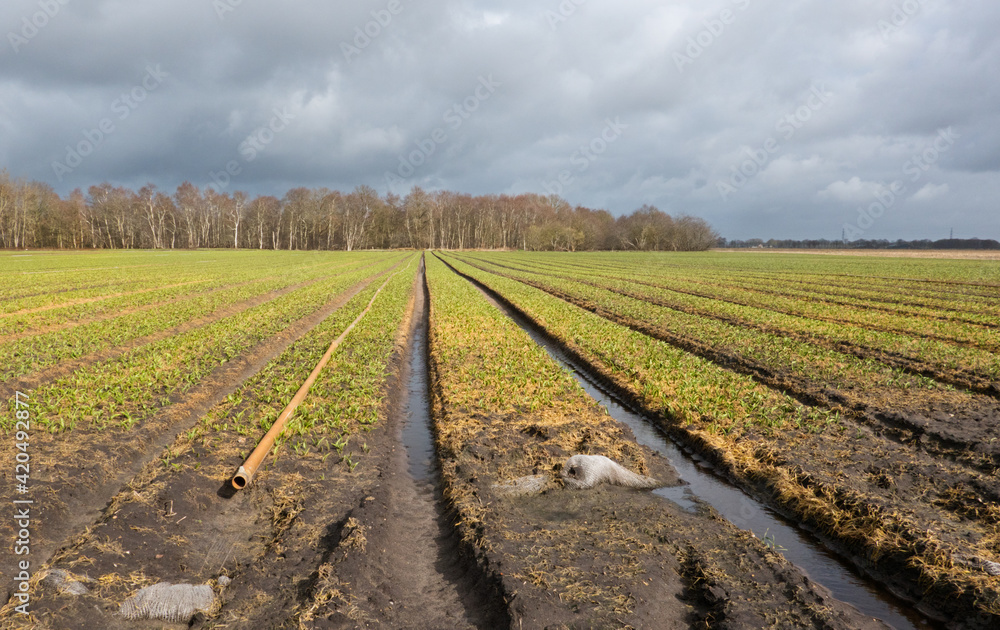 Wall mural agricultural landscape: growth of lilies using geotextile mats and sprinkling pipes, situation in ea