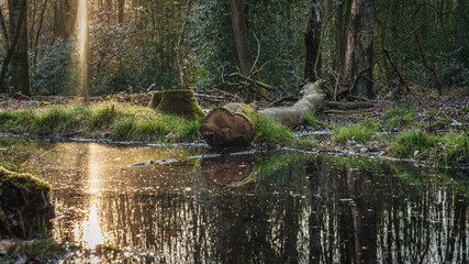 A tree trunk at the river through the Koellnischer Wald, a nature reserve in Bottrop, North Rhine-Westphalia, Germany
