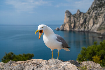 Close up portrait of screaming seagull, white bird with orange beak against blue clear sky, wildlife scene from nature
