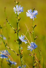 Blooming chicory against the background of a green meadow.