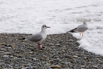 seagulls wallking on the seashore