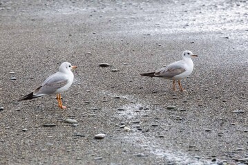 seagulls wallking on the seashore